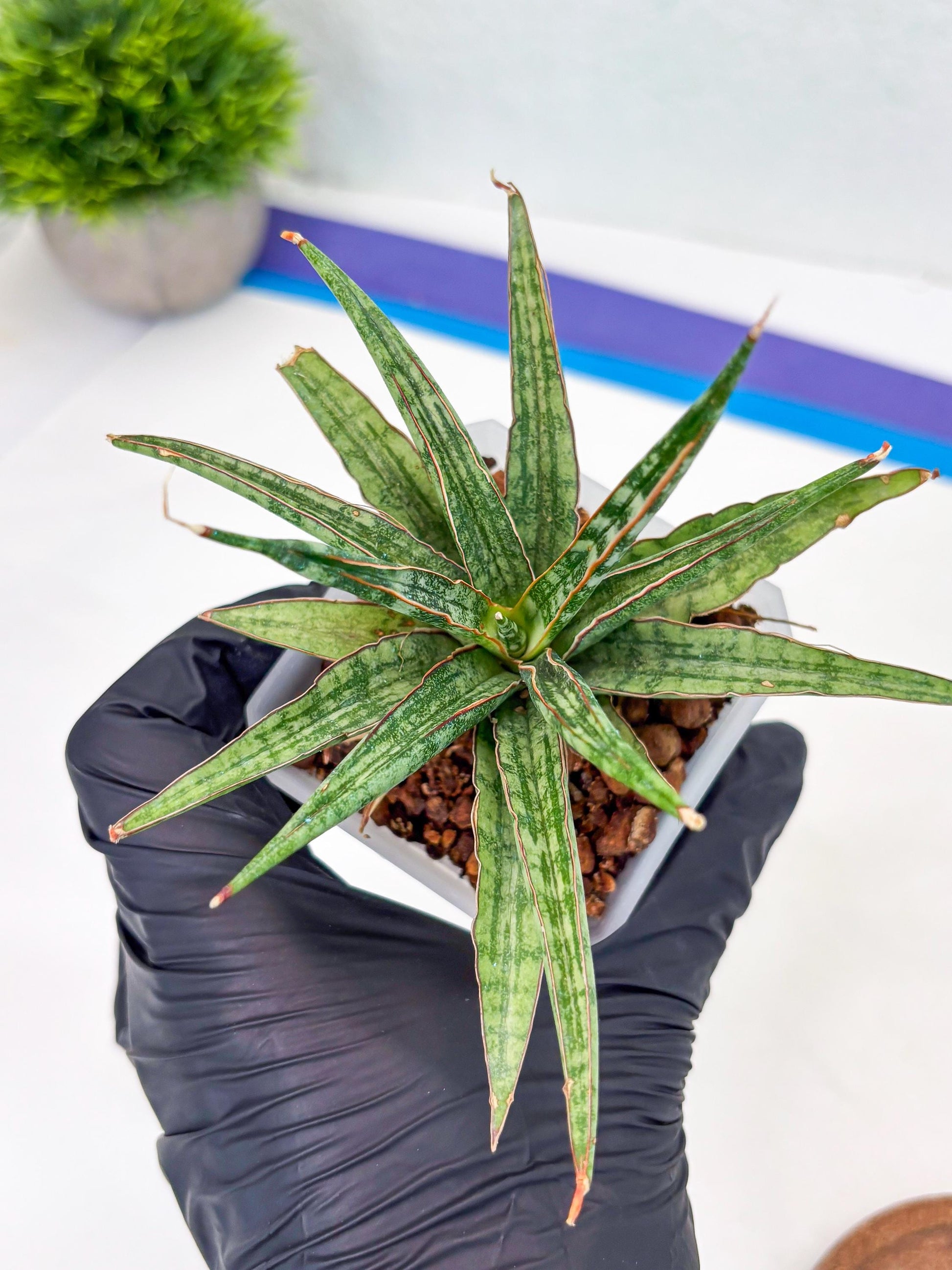 Sansevieria Be Bright (Su3) (8) | Imported Plants