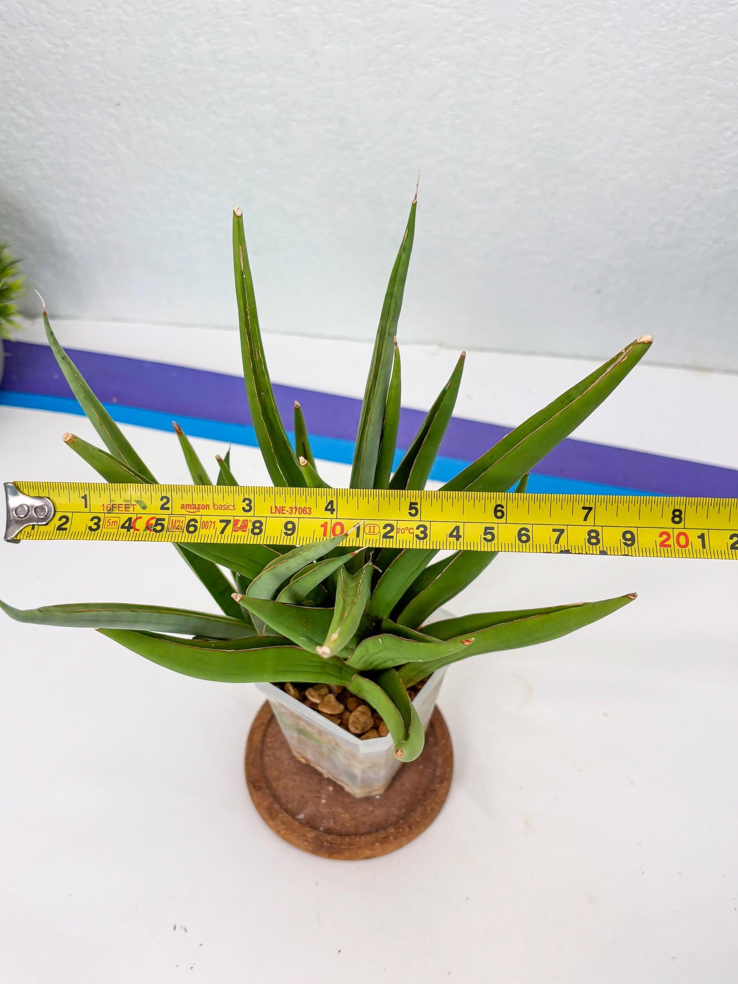 Sansevieria Bai Bid (Su3) (15) | Imported Plant