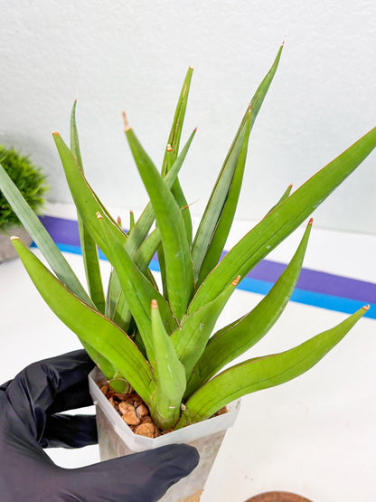 Sansevieria Bai Bid (Su3) (15) | Imported Plant
