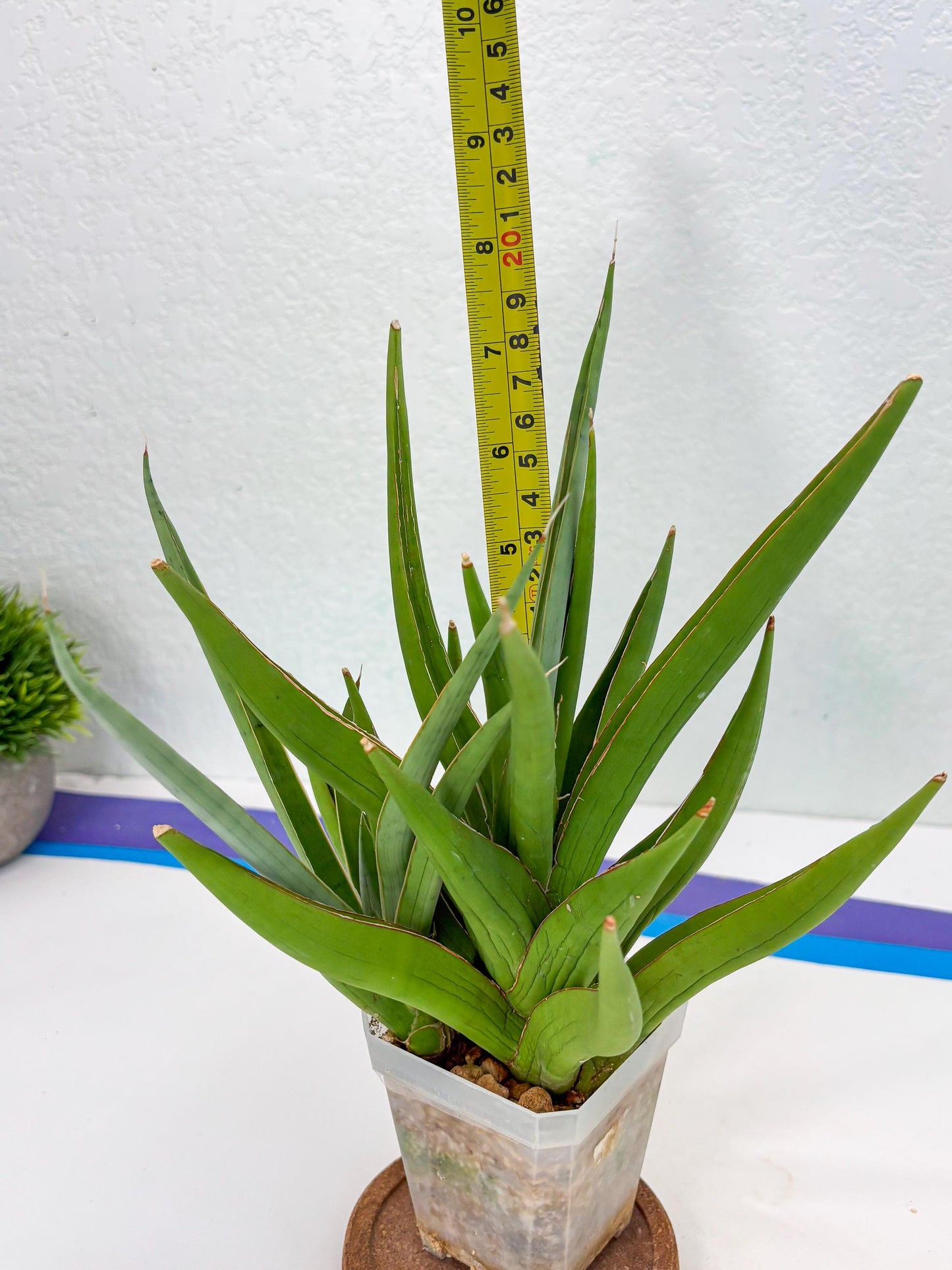 Sansevieria Bai Bid (Su3) (15) | Imported Plant