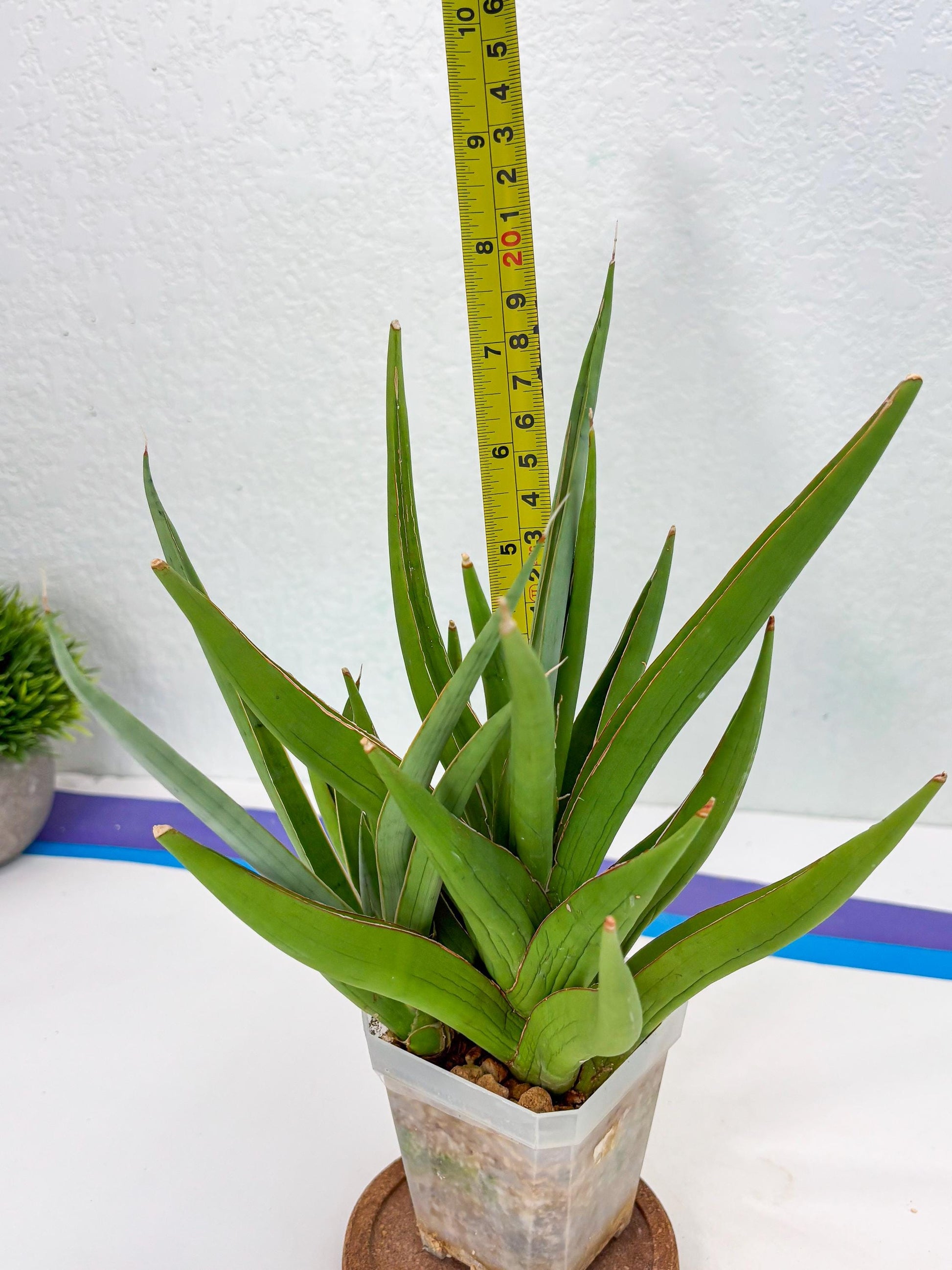 Sansevieria Bai Bid (Su3) (15) | Imported Plant