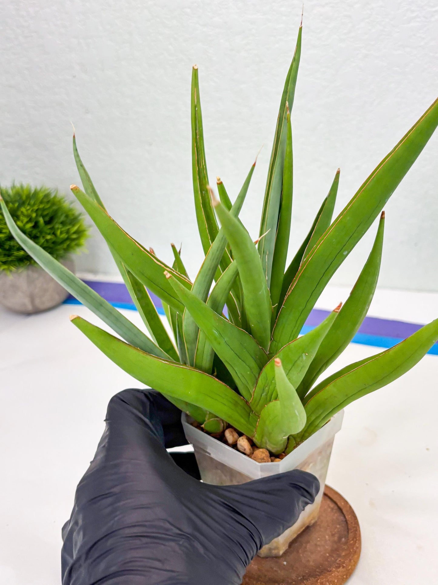 Sansevieria Bai Bid (Su3) (15) | Imported Plant