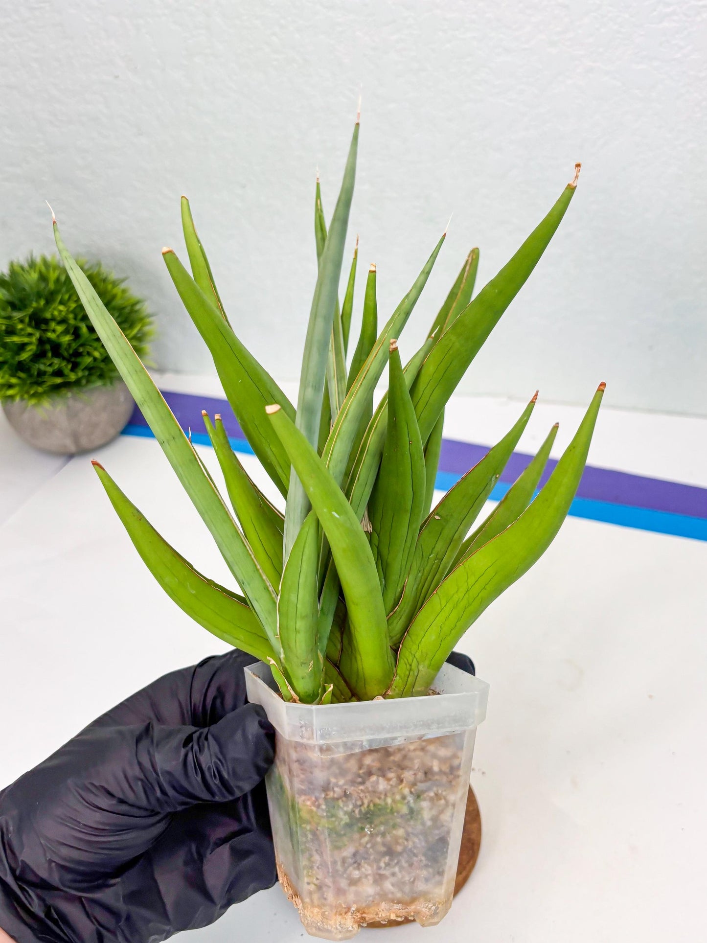 Sansevieria Bai Bid (Su3) (15) | Imported Plant
