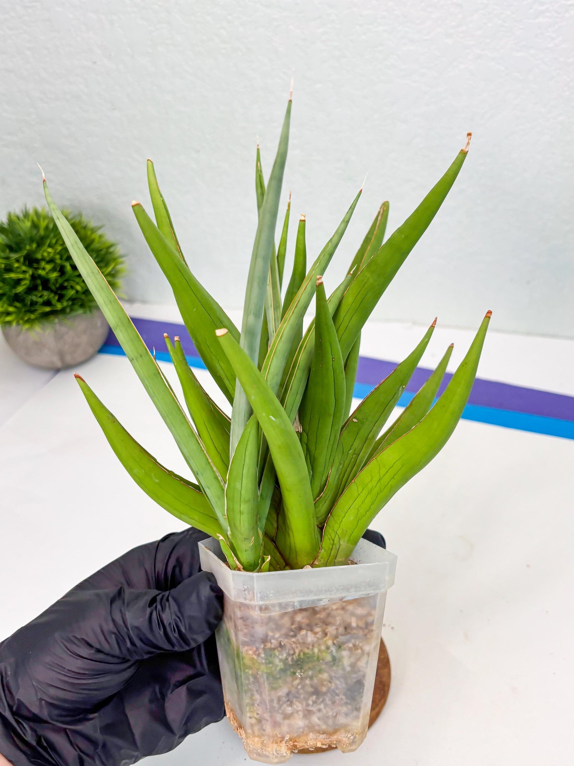 Sansevieria Bai Bid (Su3) (15) | Imported Plant