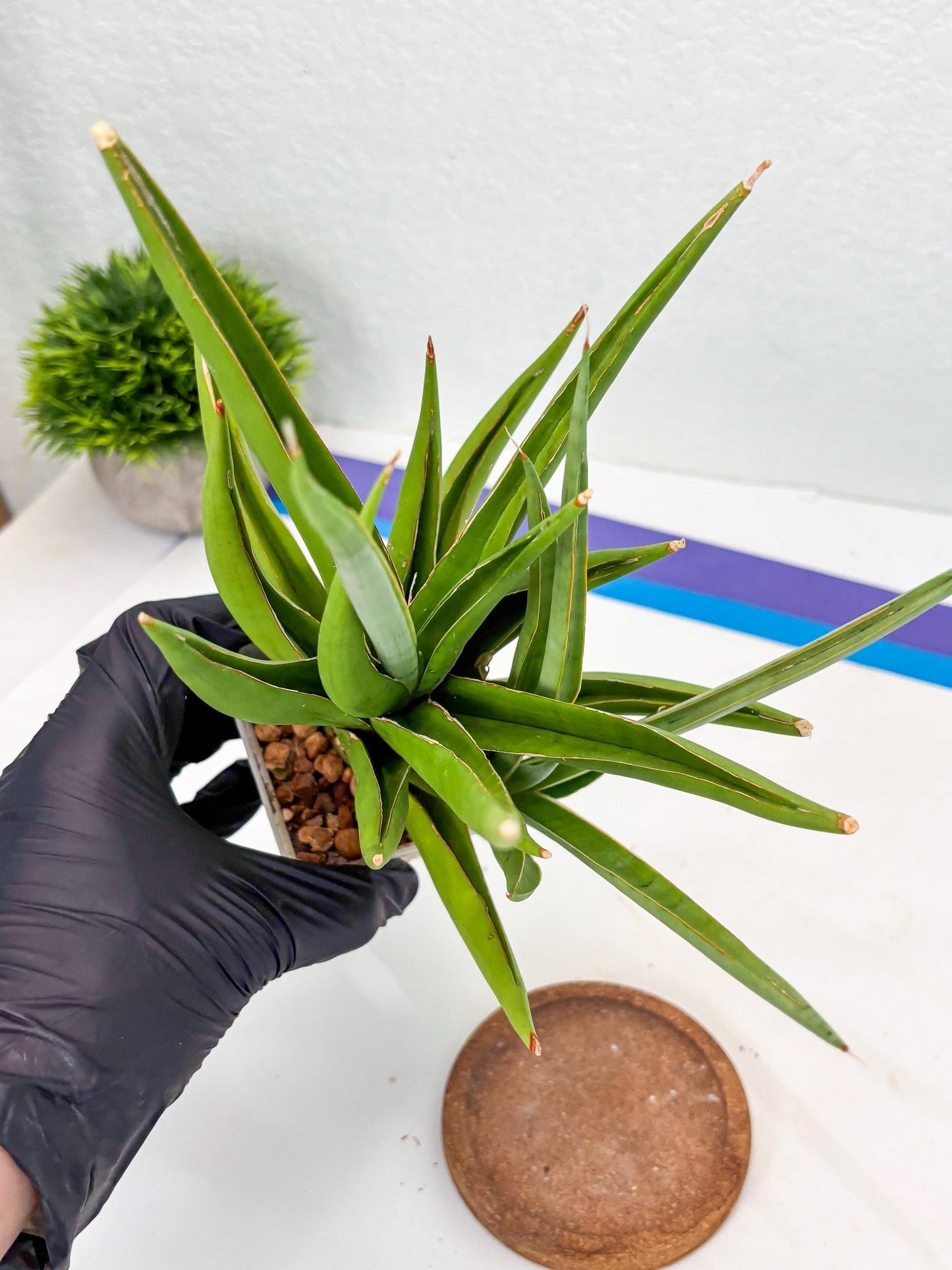 Sansevieria Bai Bid (Su3) (15) | Imported Plant