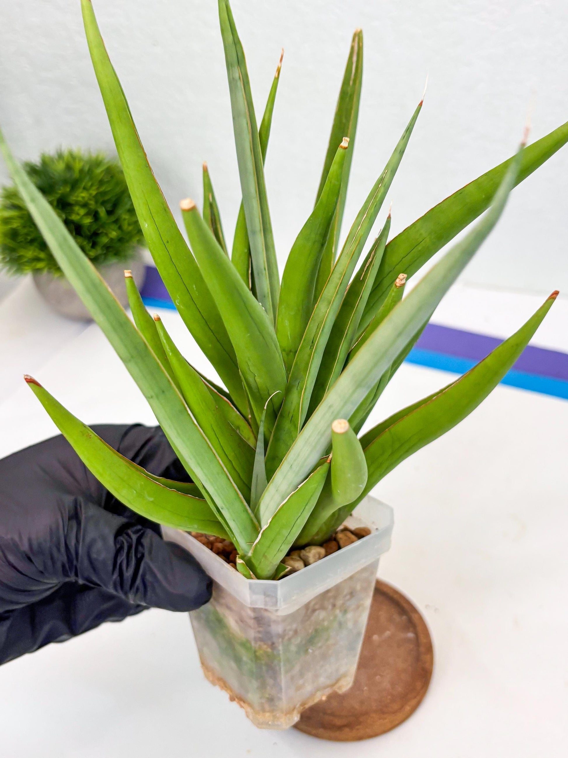 Sansevieria Bai Bid (Su3) (15) | Imported Plant