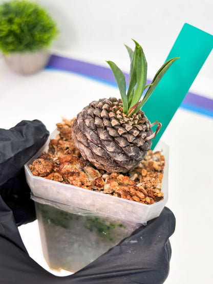 Euphorb Bupleurifolia (g) | Imported Plant