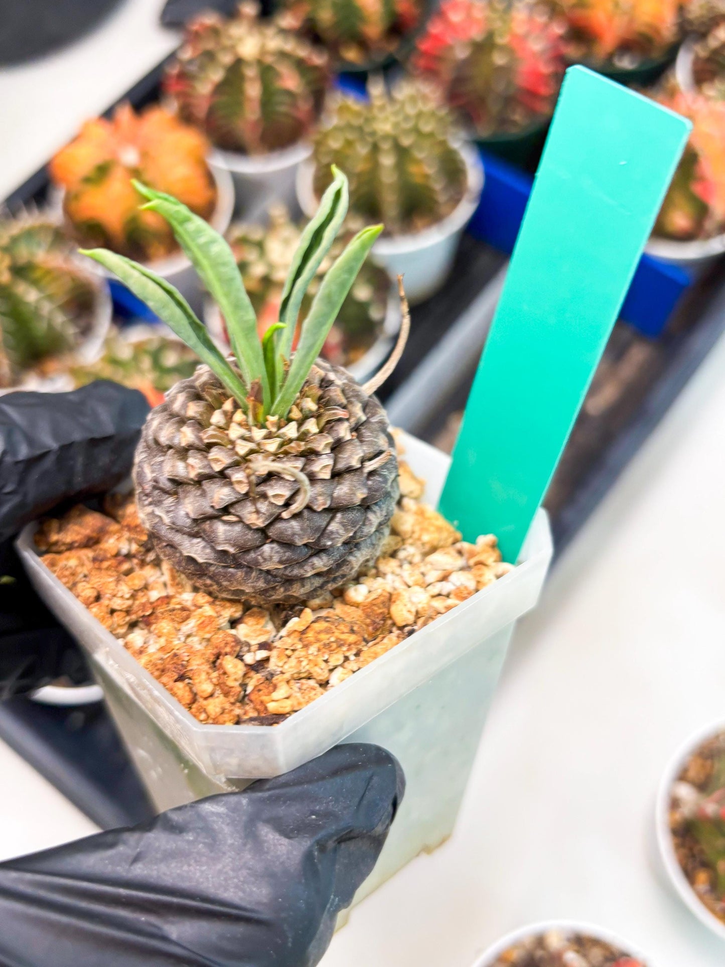 Euphorb Bupleurifolia (g) | Imported Plant