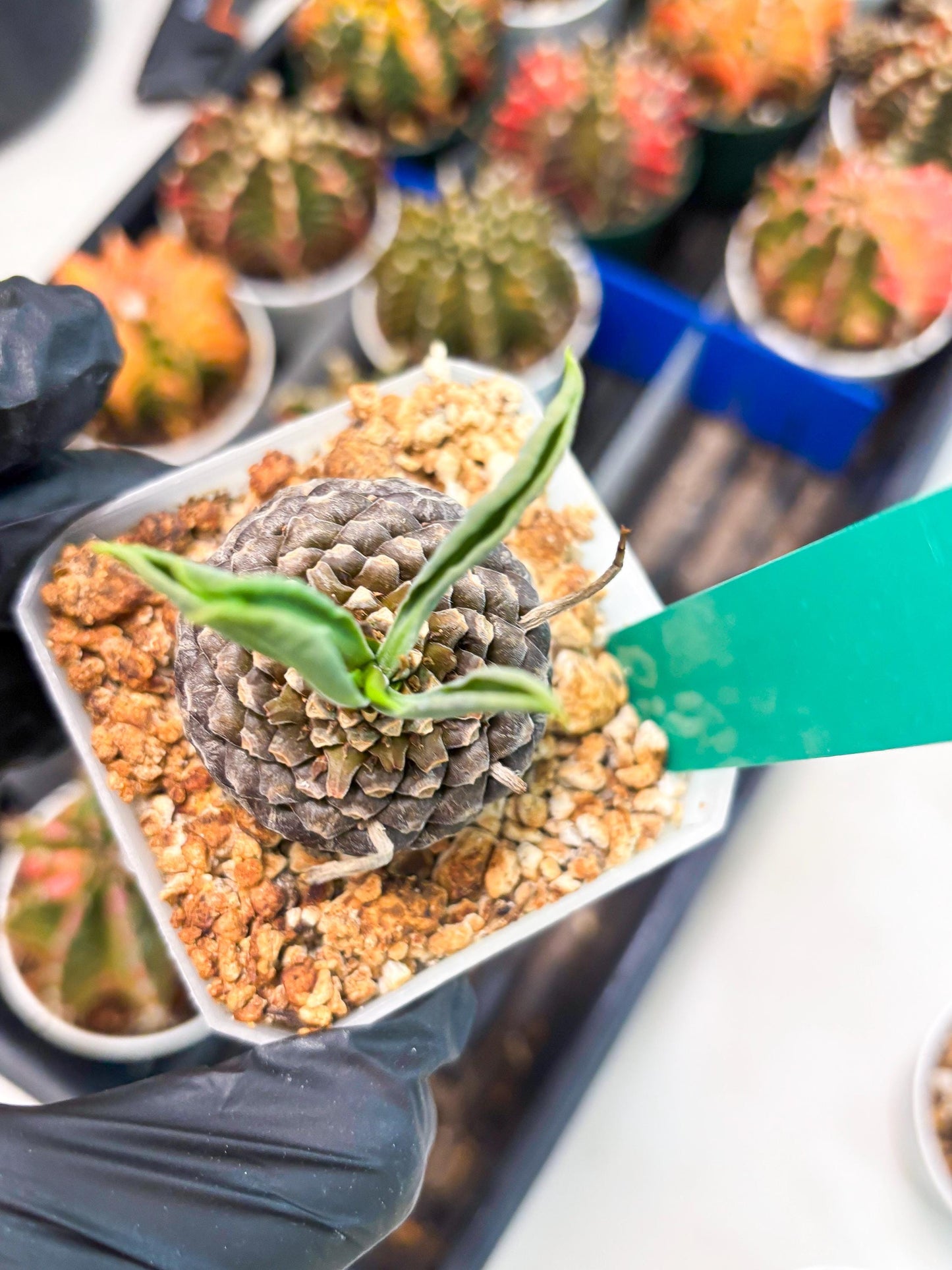 Euphorb Bupleurifolia (g) | Imported Plant