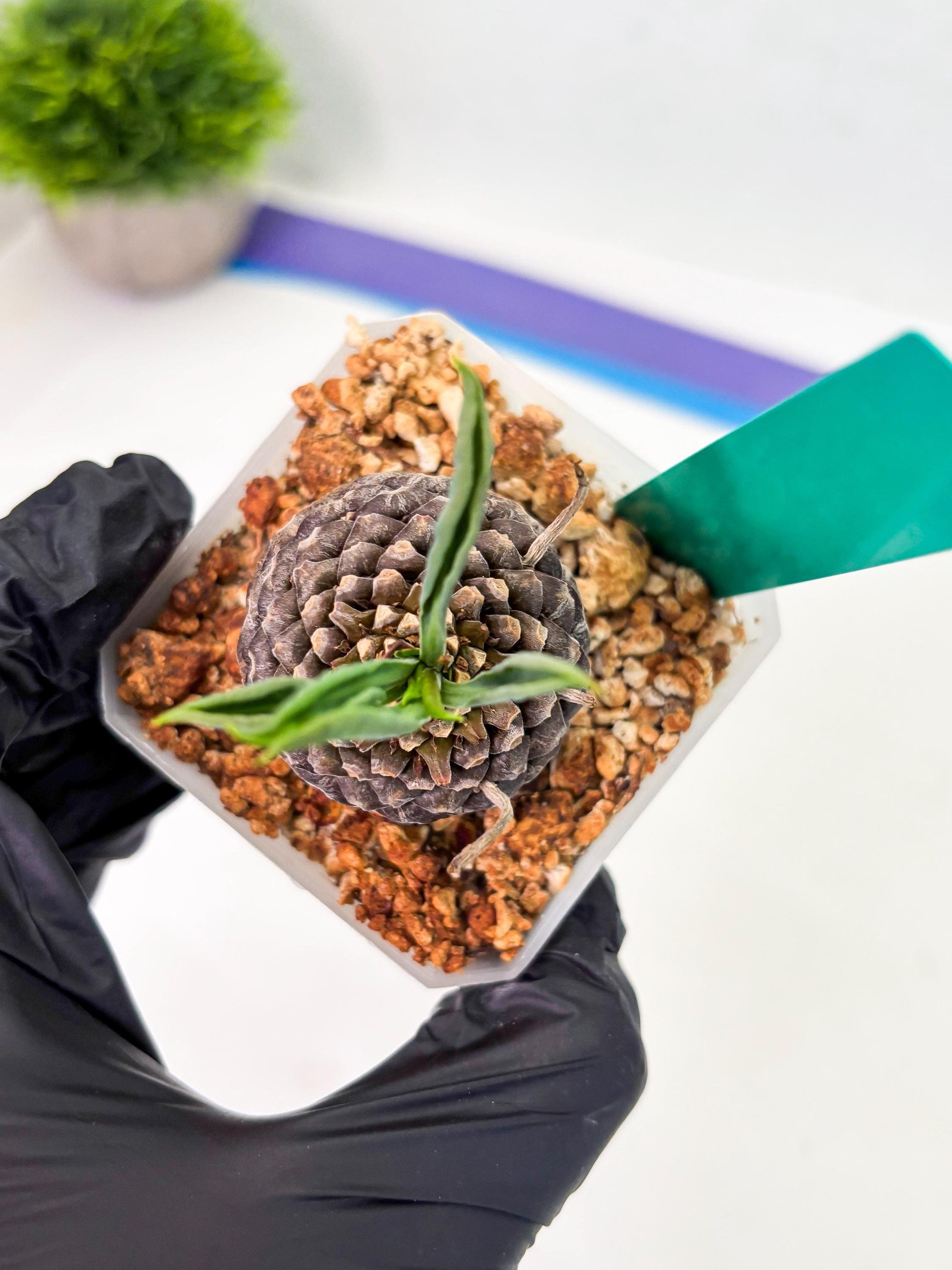 Euphorb Bupleurifolia (g) | Imported Plant