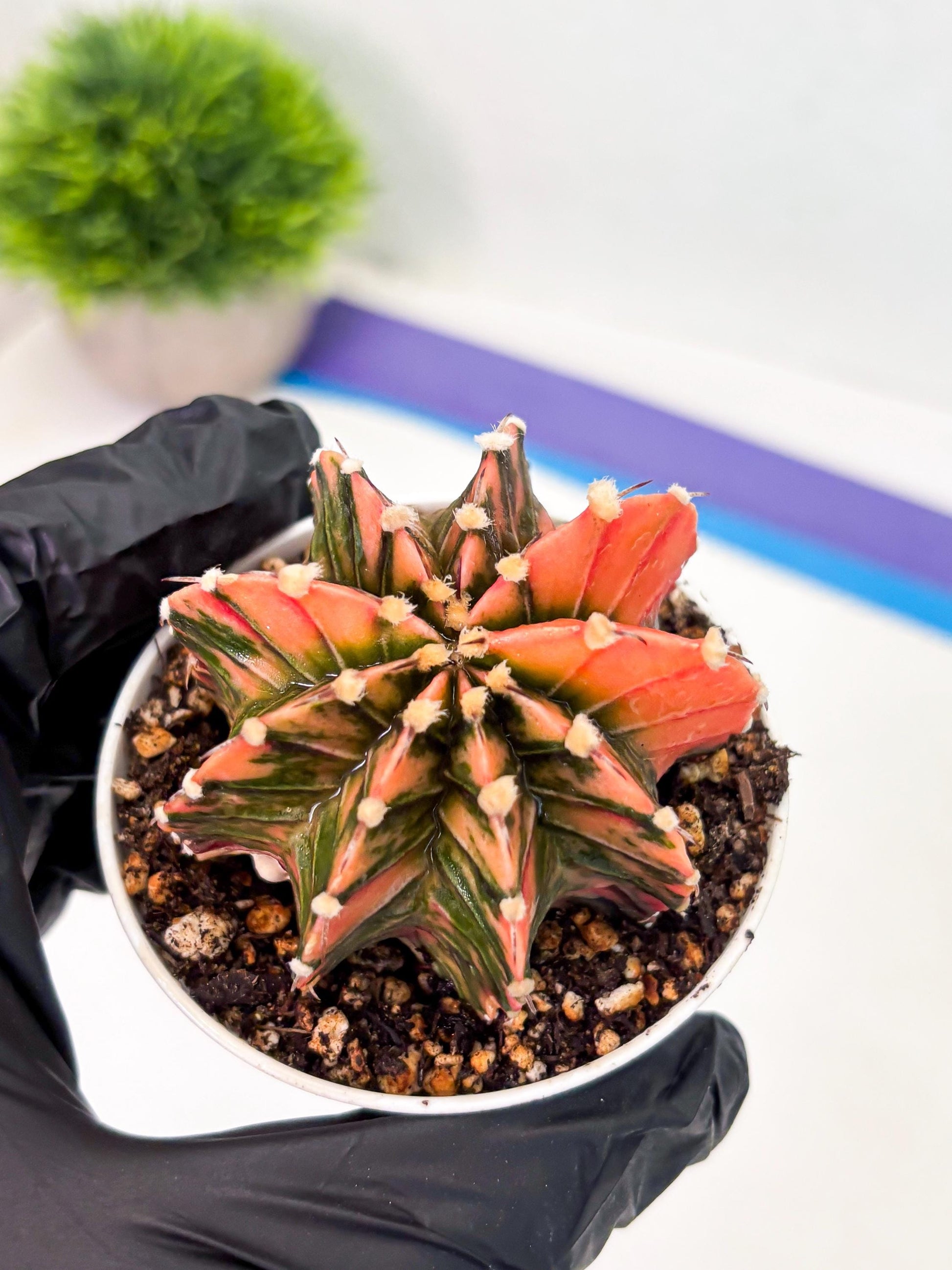 Gymnocalycium LB Hybrid (gy1) (p1) | variegated cactus