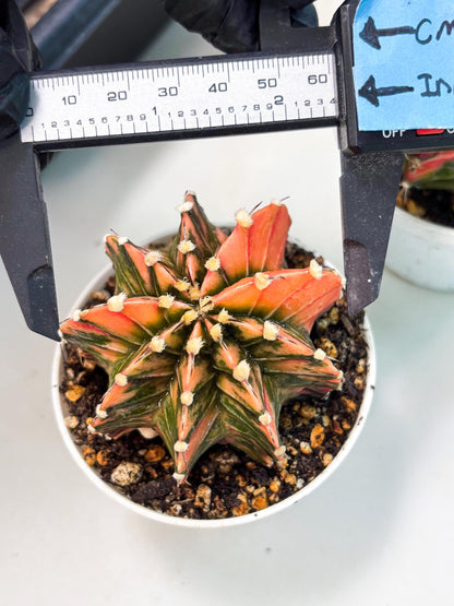 Gymnocalycium LB Hybrid (gy1) (p1) | variegated cactus