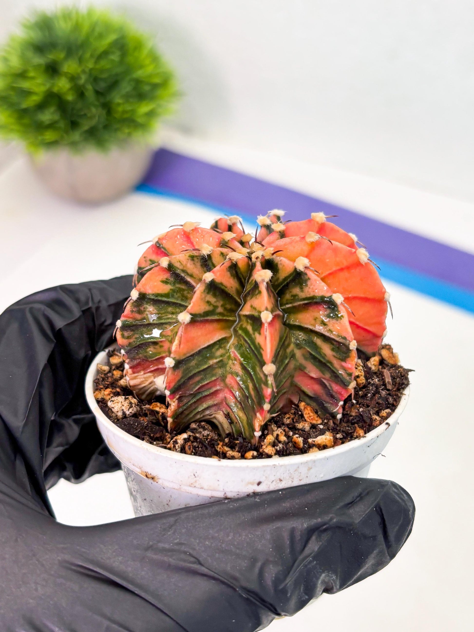 Gymnocalycium LB Hybrid (gy1) (p1) | variegated cactus