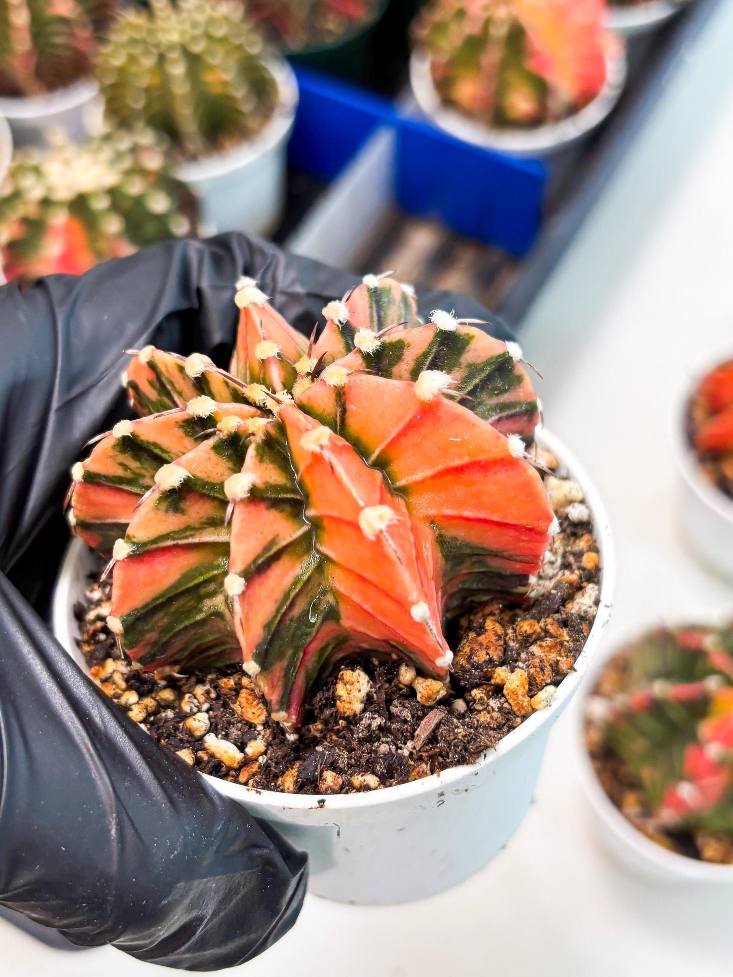 Gymnocalycium LB Hybrid (gy1) (p1) | variegated cactus