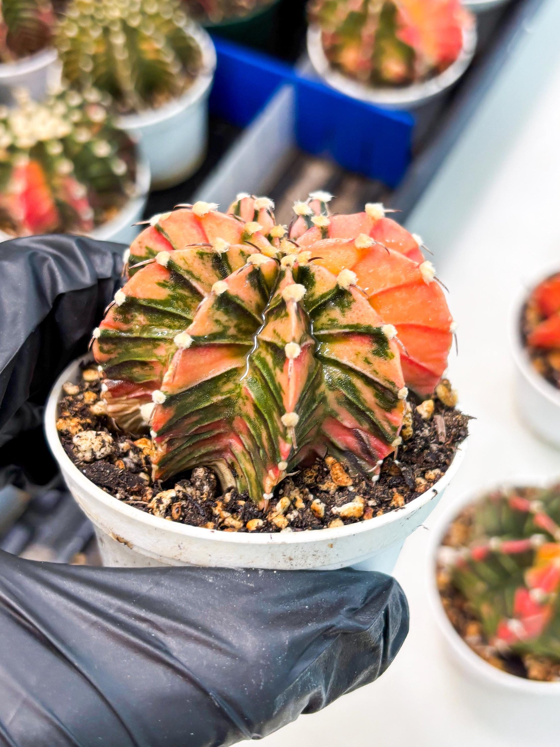 Gymnocalycium LB Hybrid (gy1) (p1) | variegated cactus