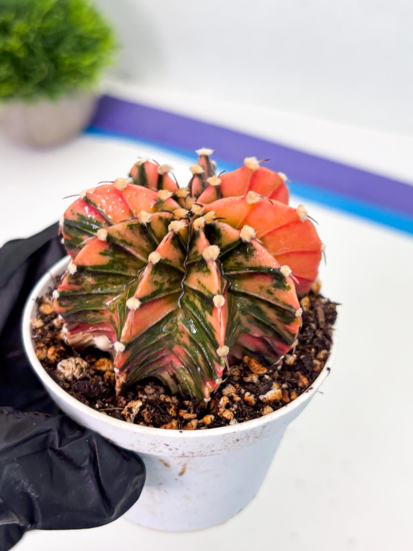 Gymnocalycium LB Hybrid (gy1) (p1) | variegated cactus