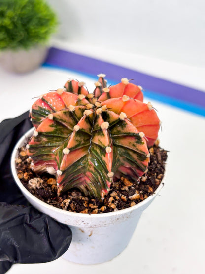 Gymnocalycium LB Hybrid (gy1) (p1) | variegated cactus