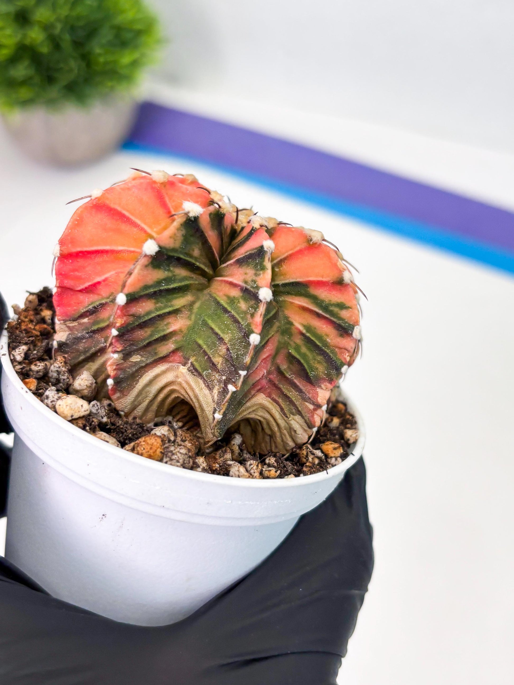 Gymnocalycium LB Hybrid (gy1) (p1) | variegated cactus