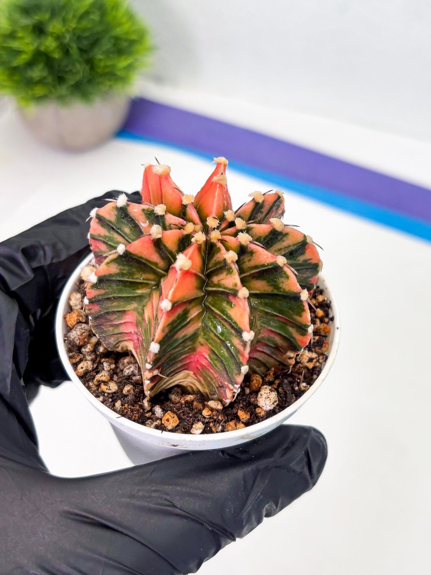 Gymnocalycium LB Hybrid (gy1) (p1) | variegated cactus