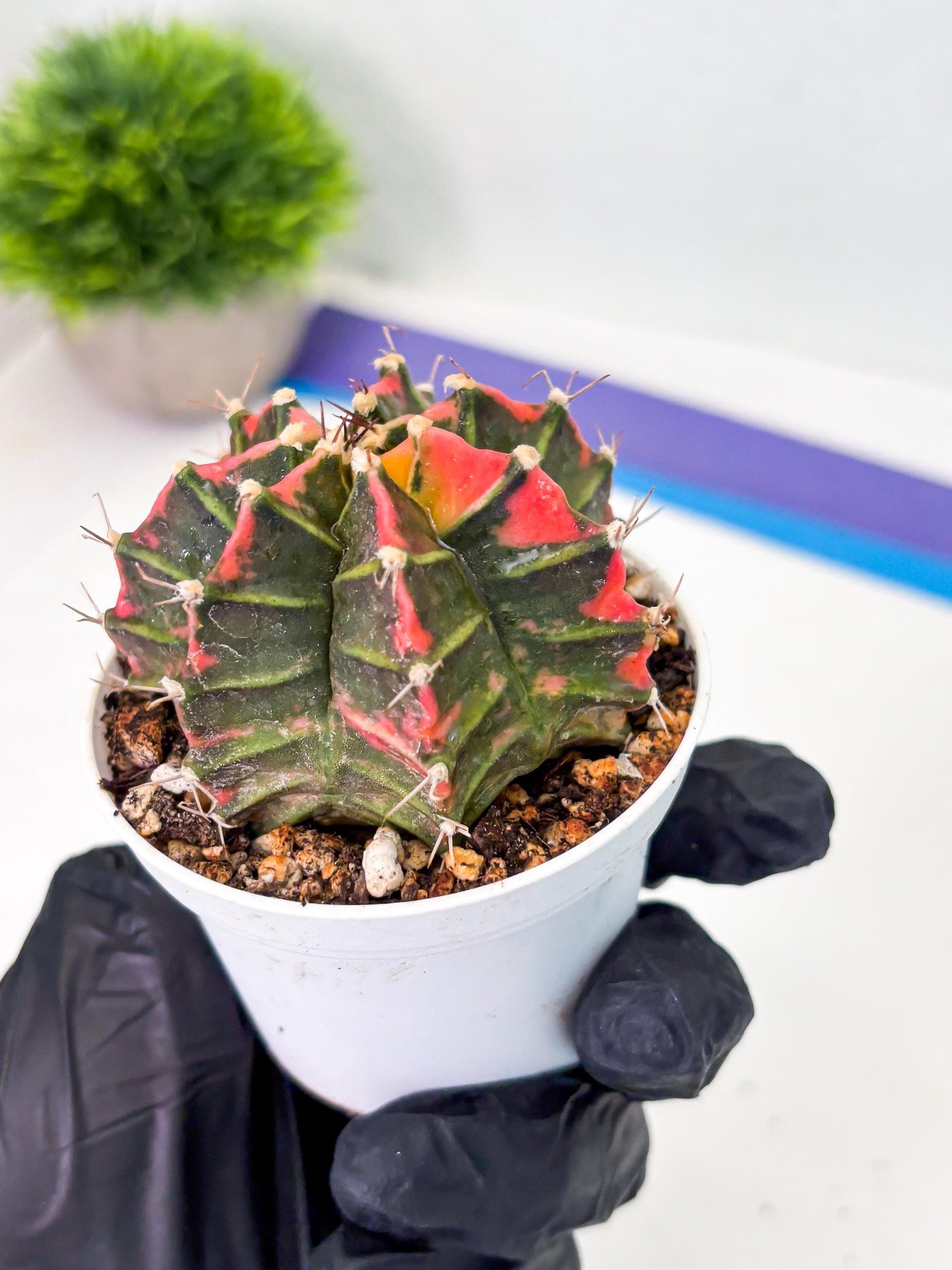 Gymnocalycium LB Hybrid (gy1) (p2) | variegated cactus