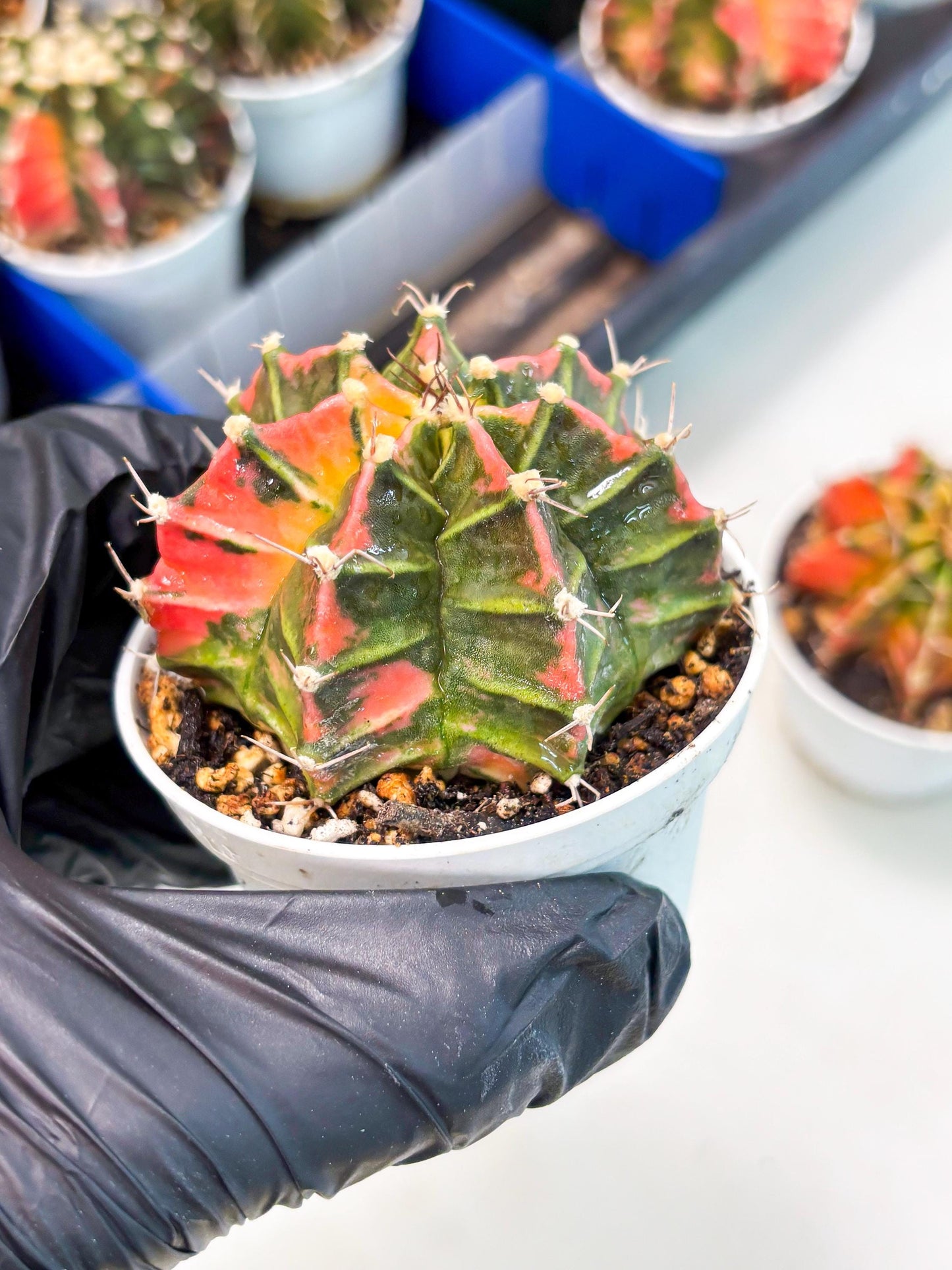 Gymnocalycium LB Hybrid (gy1) (p2) | variegated cactus