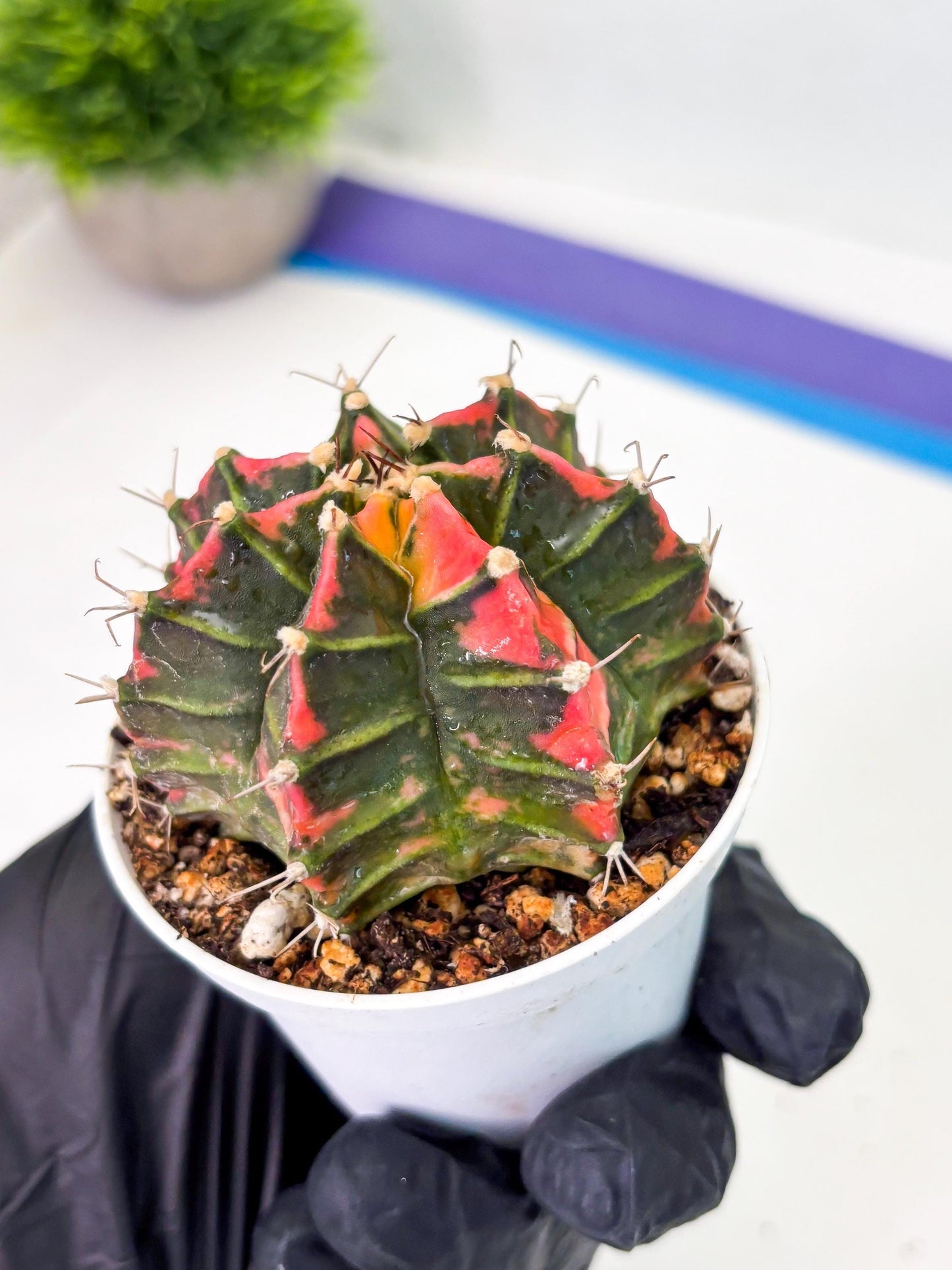 Gymnocalycium LB Hybrid (gy1) (p2) | variegated cactus