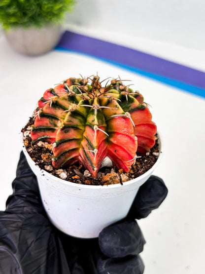 Gymnocalycium LB Hybrid (gy1) (p3) | variegated cactus