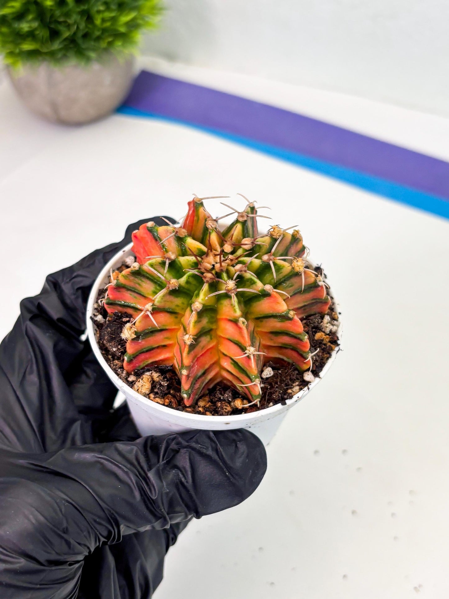 Gymnocalycium LB Hybrid (gy1) (p3) | variegated cactus