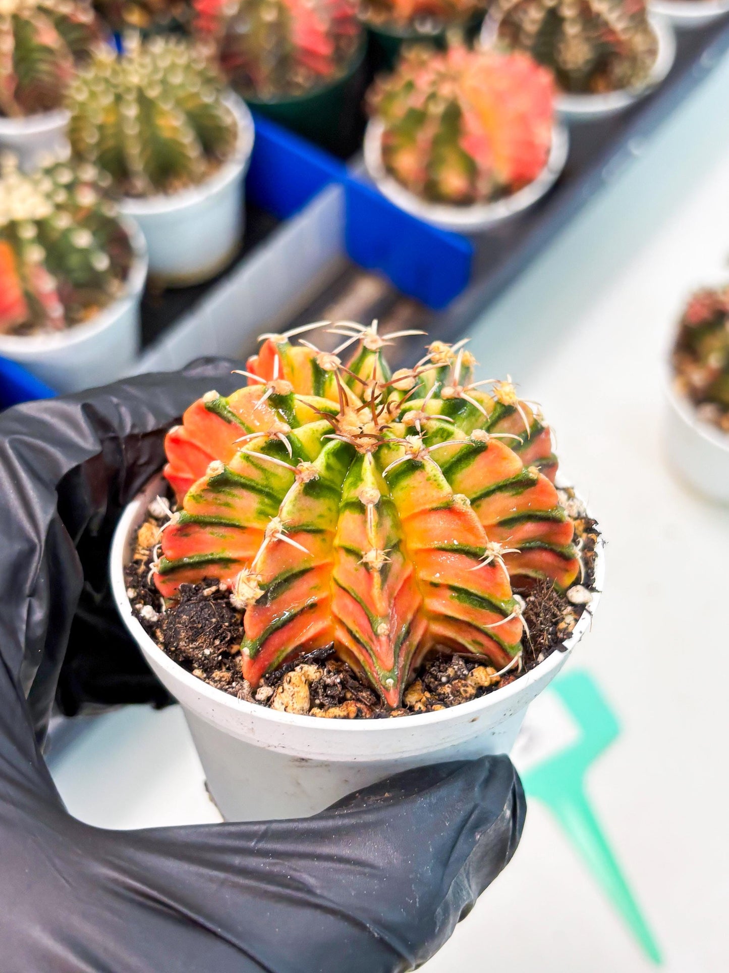 Gymnocalycium LB Hybrid (gy1) (p3) | variegated cactus