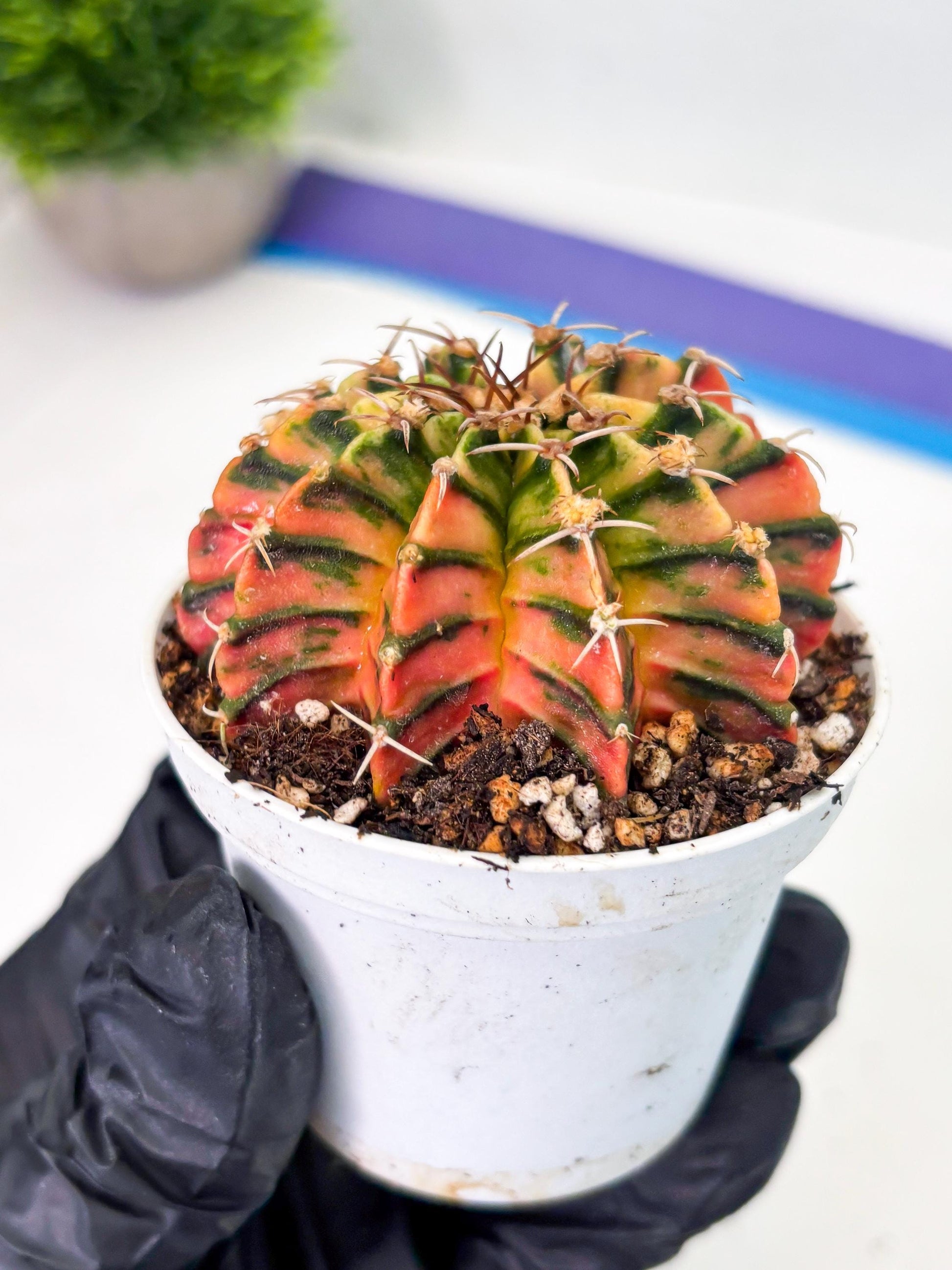 Gymnocalycium LB Hybrid (gy1) (p3) | variegated cactus