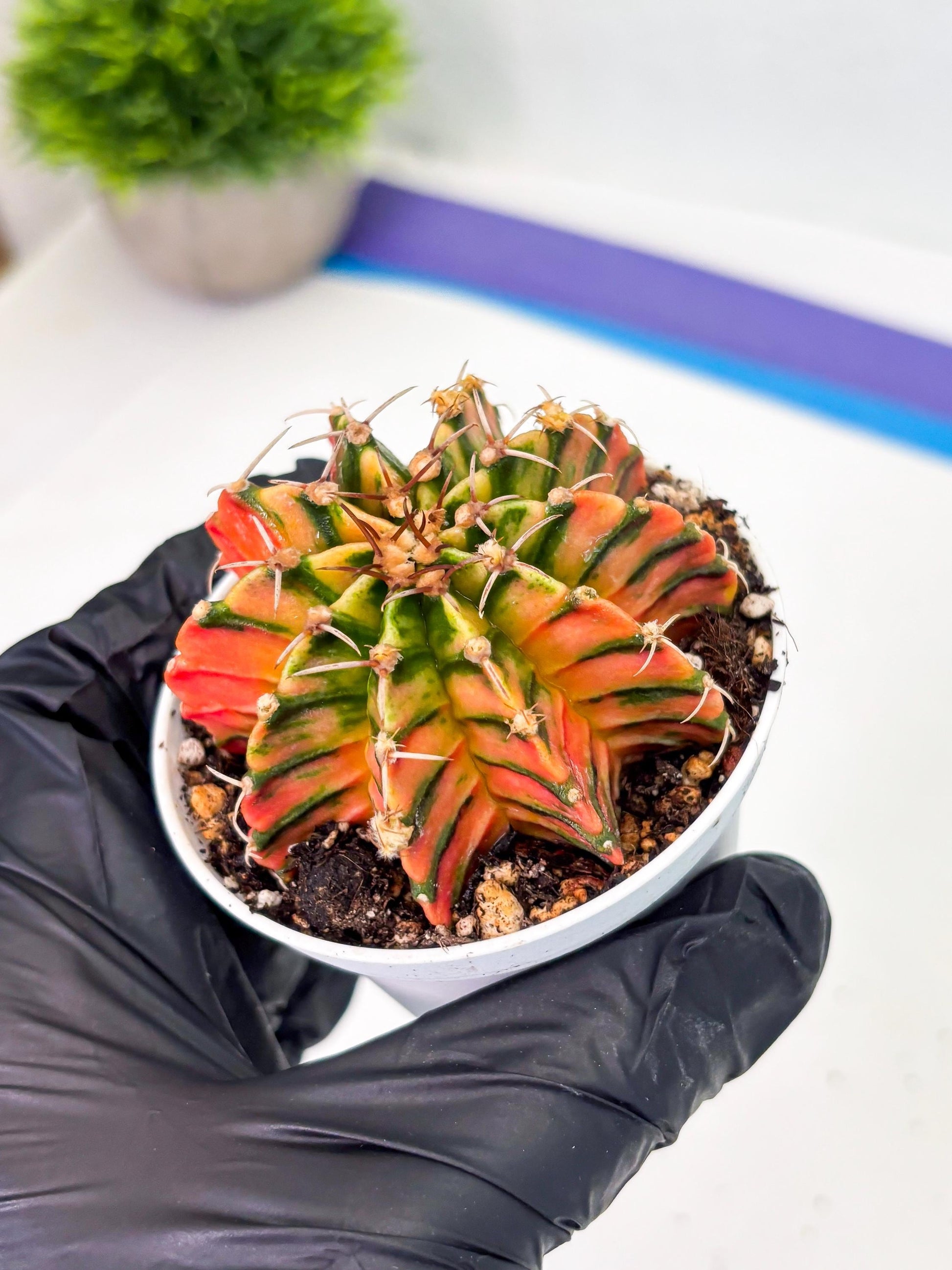 Gymnocalycium LB Hybrid (gy1) (p3) | variegated cactus