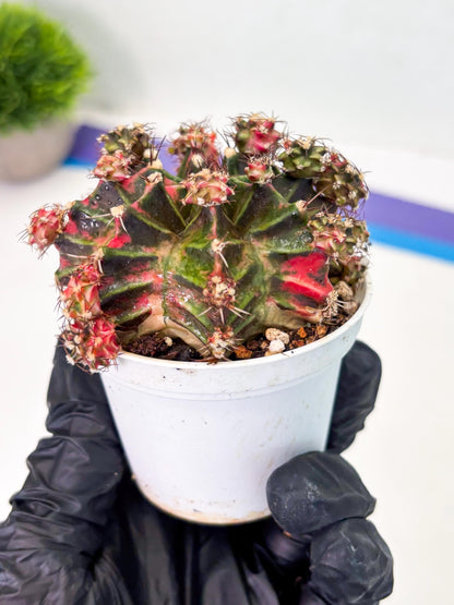 Gymnocalycium LB Hybrid (gy1) (p4) | variegated cactus