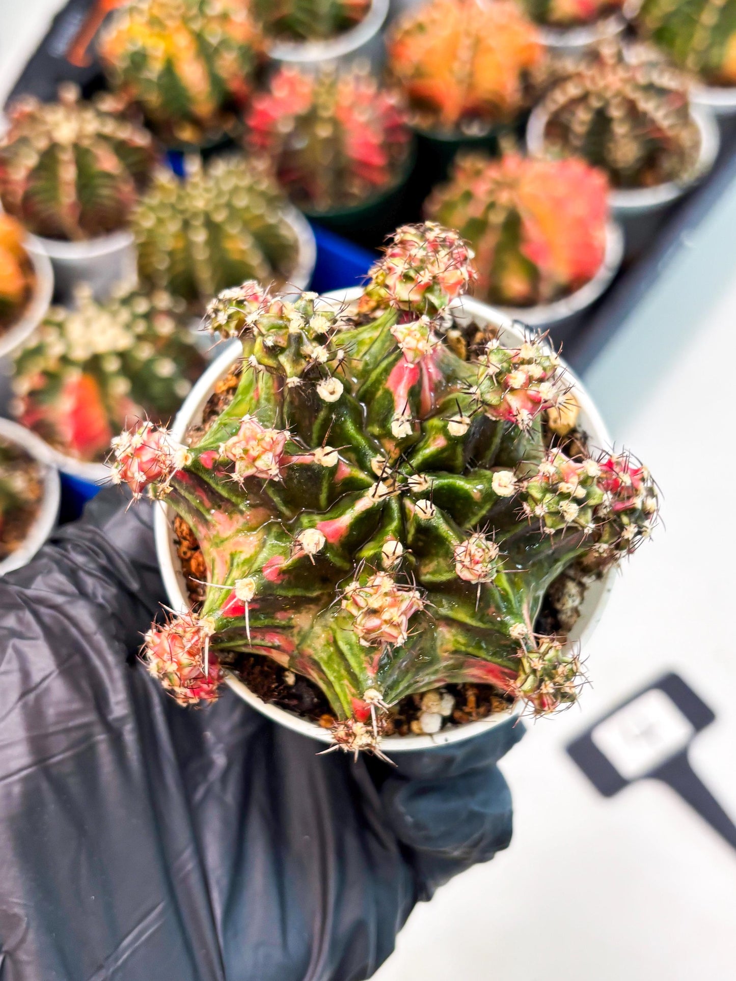 Gymnocalycium LB Hybrid (gy1) (p4) | variegated cactus