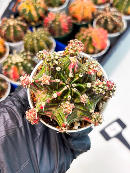Gymnocalycium LB Hybrid (gy1) (p4) | variegated cactus