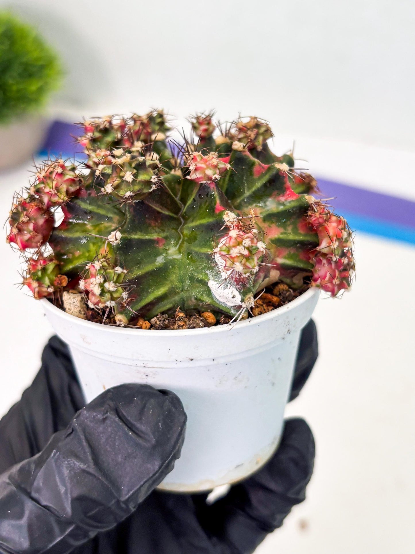 Gymnocalycium LB Hybrid (gy1) (p4) | variegated cactus