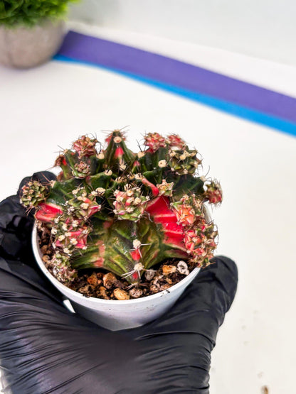 Gymnocalycium LB Hybrid (gy1) (p4) | variegated cactus