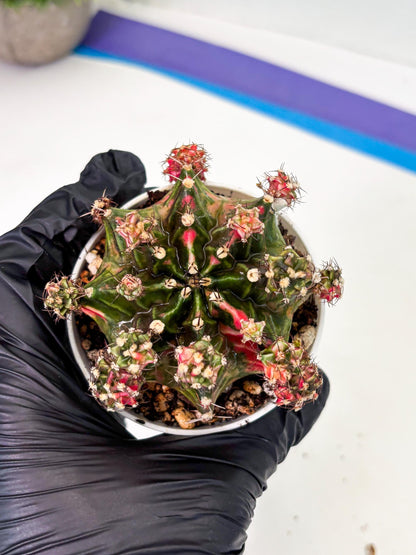 Gymnocalycium LB Hybrid (gy1) (p4) | variegated cactus
