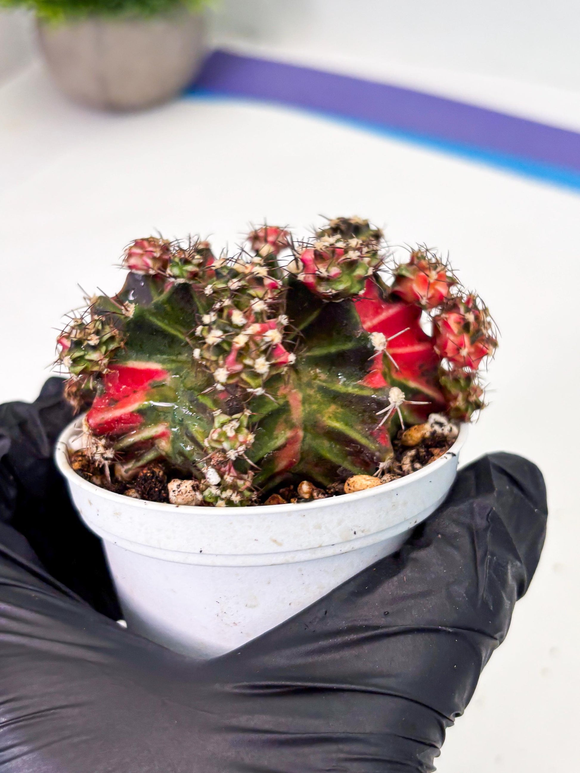 Gymnocalycium LB Hybrid (gy1) (p4) | variegated cactus