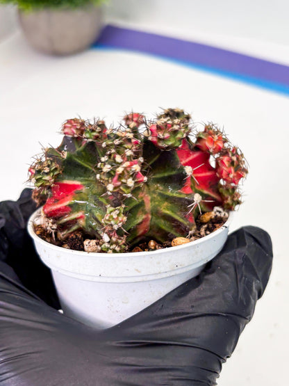 Gymnocalycium LB Hybrid (gy1) (p4) | variegated cactus