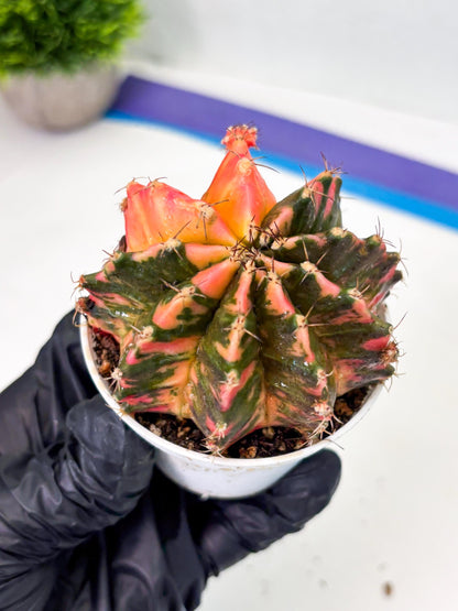 Gymnocalycium LB Hybrid (gy1) (p5) | variegated cactus