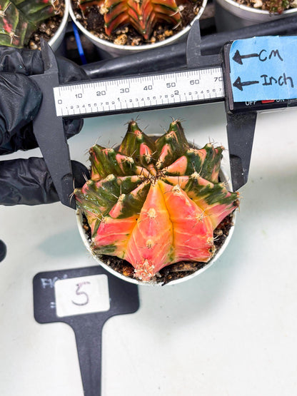 Gymnocalycium LB Hybrid (gy1) (p5) | variegated cactus