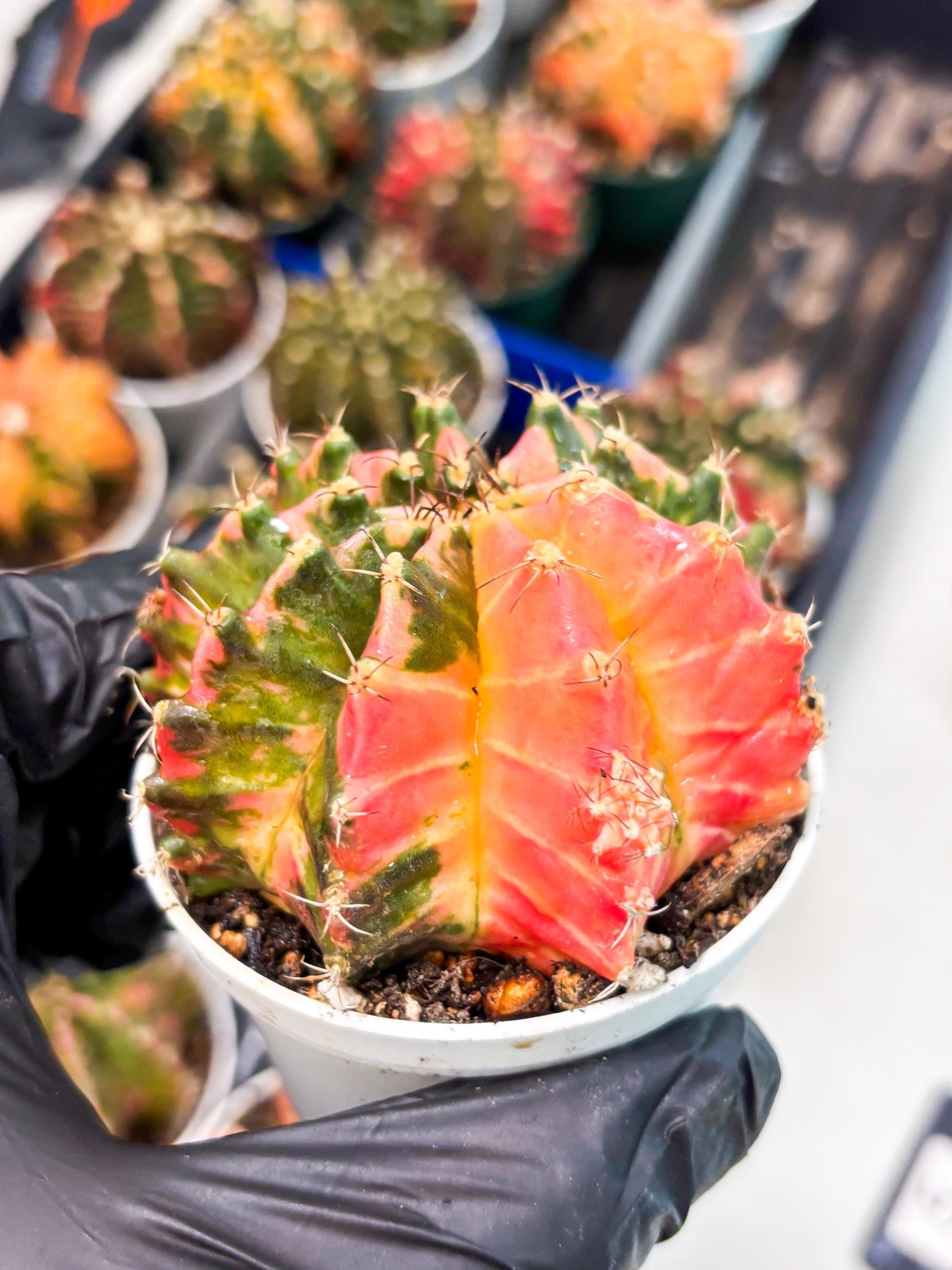 Gymnocalycium LB Hybrid (gy1) (p5) | variegated cactus
