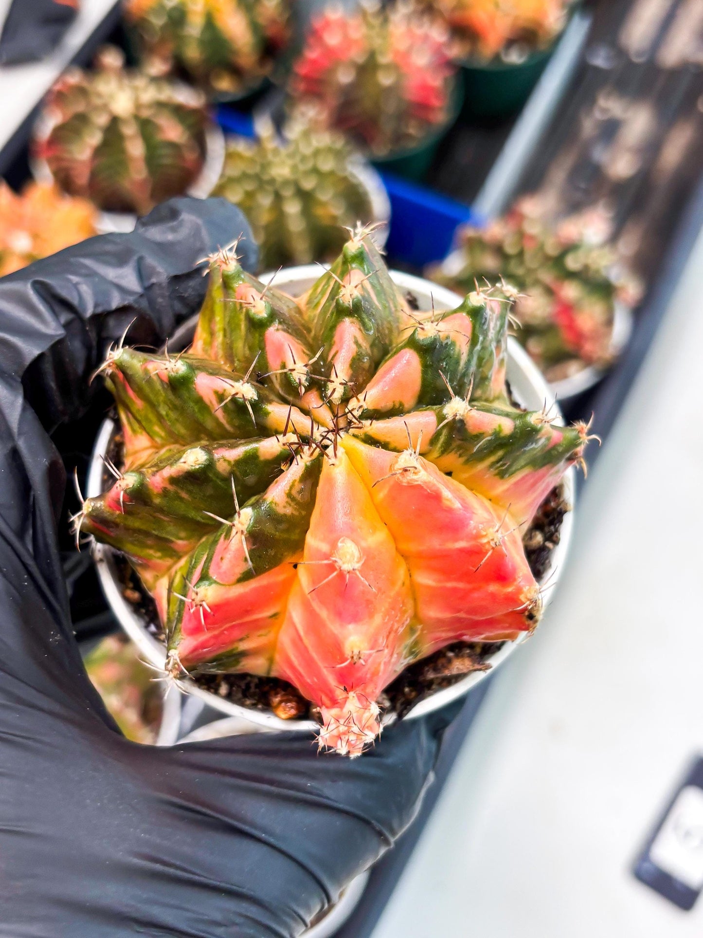 Gymnocalycium LB Hybrid (gy1) (p5) | variegated cactus