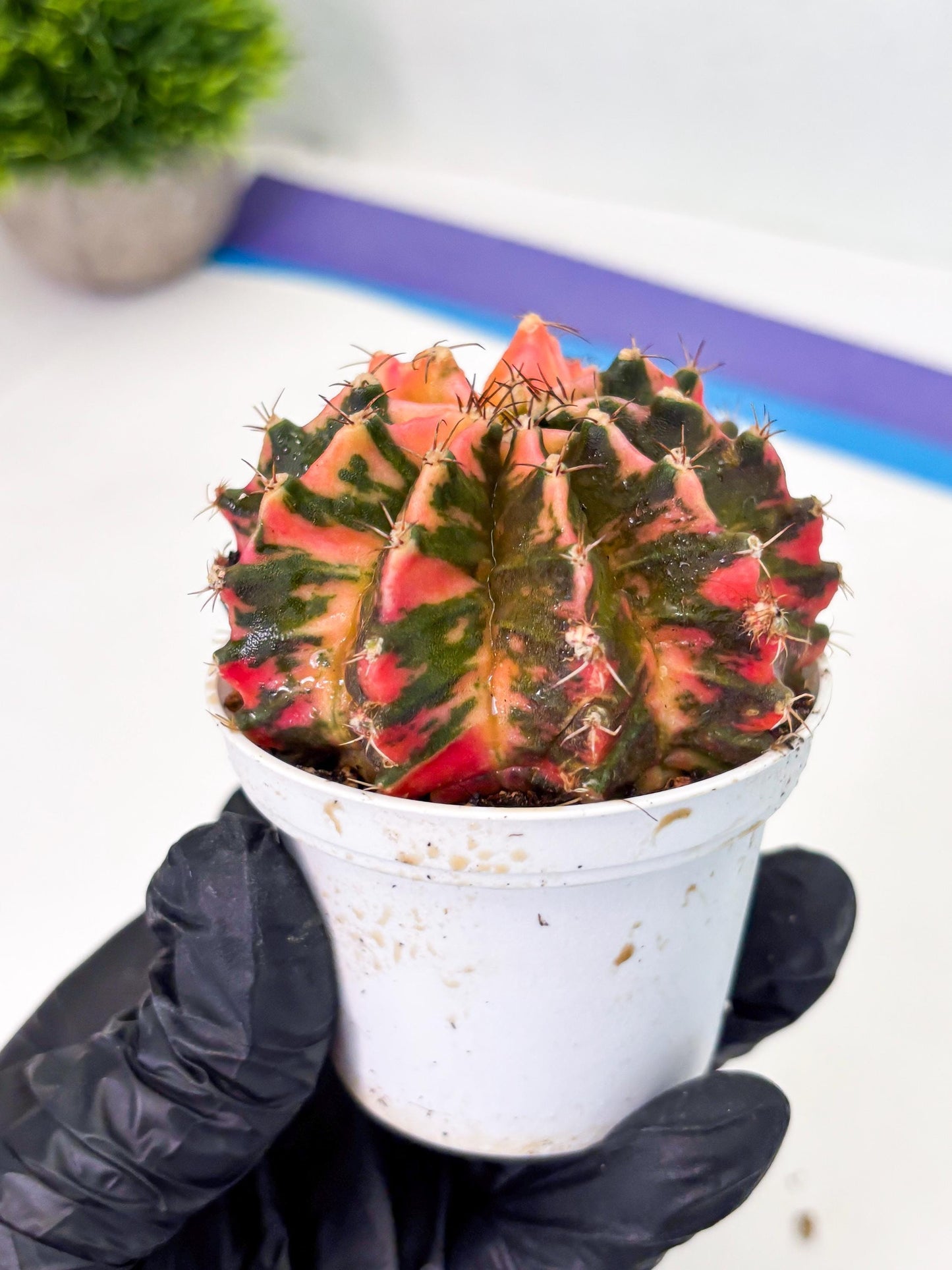 Gymnocalycium LB Hybrid (gy1) (p5) | variegated cactus