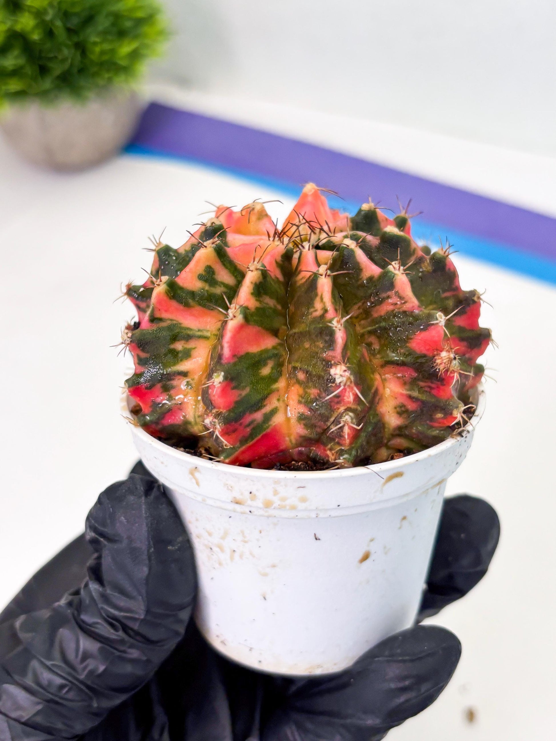Gymnocalycium LB Hybrid (gy1) (p5) | variegated cactus