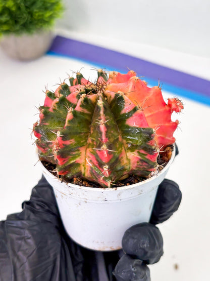 Gymnocalycium LB Hybrid (gy1) (p5) | variegated cactus