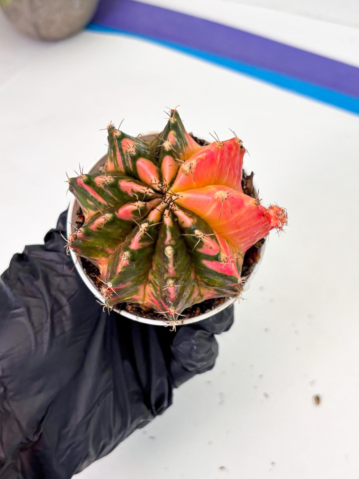 Gymnocalycium LB Hybrid (gy1) (p5) | variegated cactus