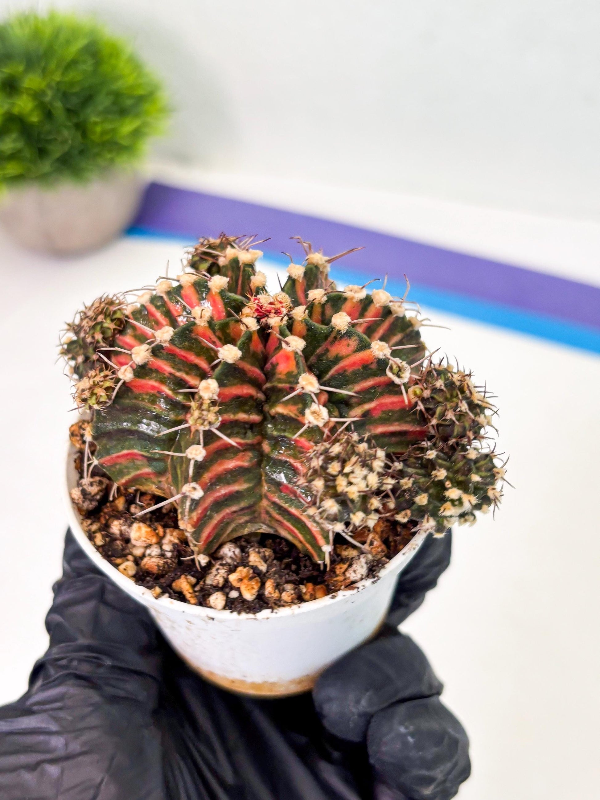 Gymnocalycium LB Hybrid (gy1) (p6) | variegated cactus