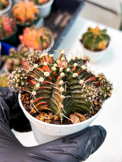 Gymnocalycium LB Hybrid (gy1) (p6) | variegated cactus