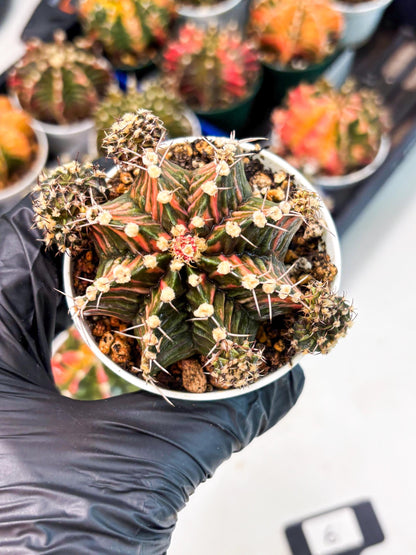 Gymnocalycium LB Hybrid (gy1) (p6) | variegated cactus